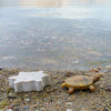 Studiostone Creative Soapstone Carving kit | Turtle | Conscious Craft